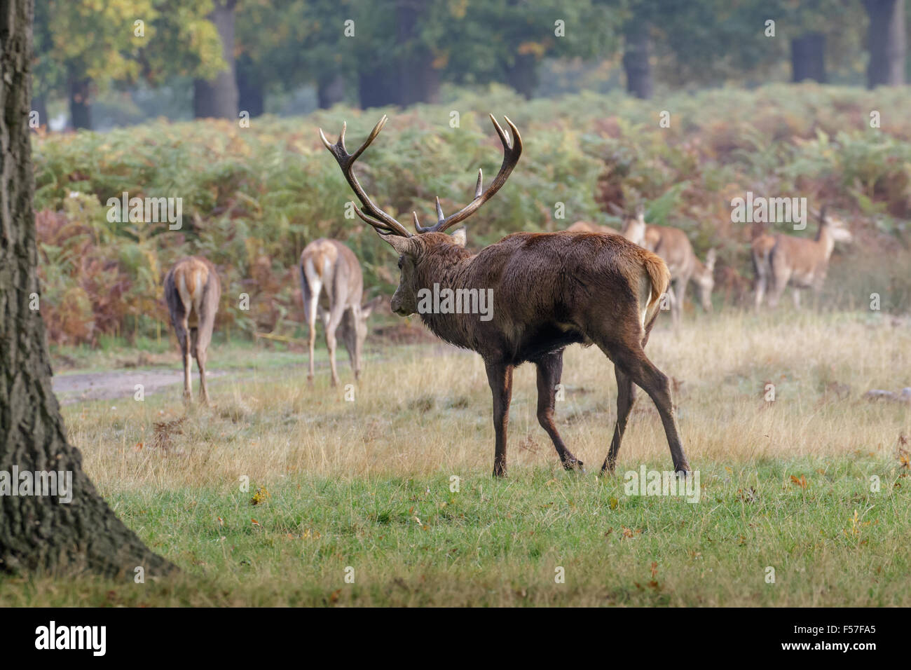 Rut ciervo el ciervo colorado (Cervus elaphus) Pastoreo de redondeo hacia arriba su hareem de ciervas o hembras. Foto de stock