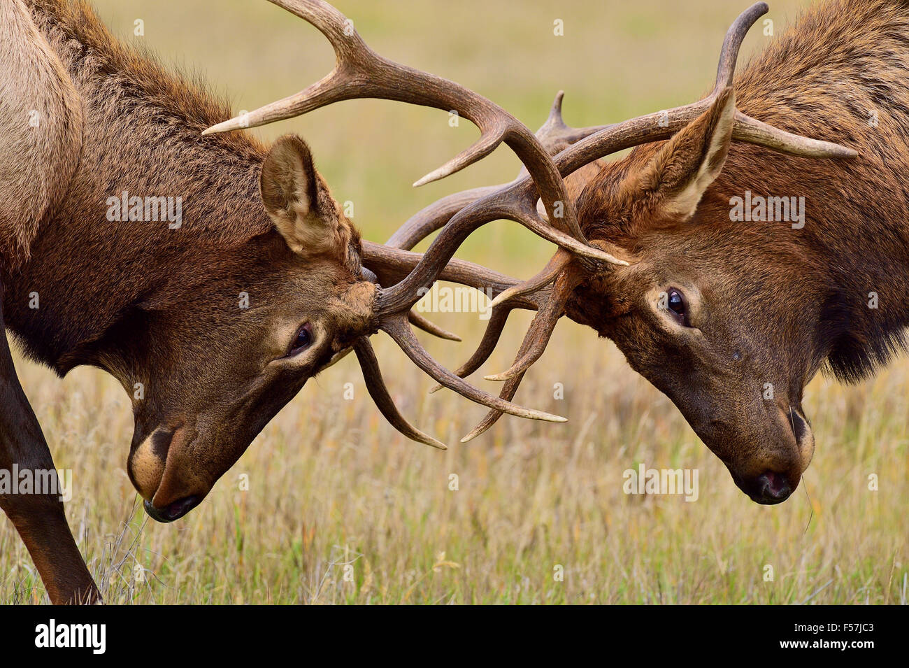 Un cierre de dos jóvenes bull elk Cervus elaphus, en una agresiva batalla Foto de stock