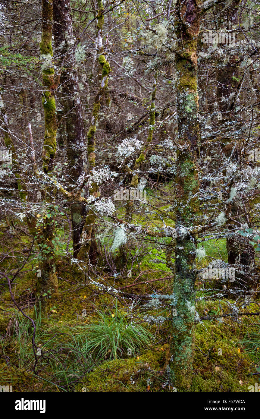 Los musgos y líquenes que crecen en abundancia en las ramas de los pinos en la Isla de Skye, Escocia. Foto de stock