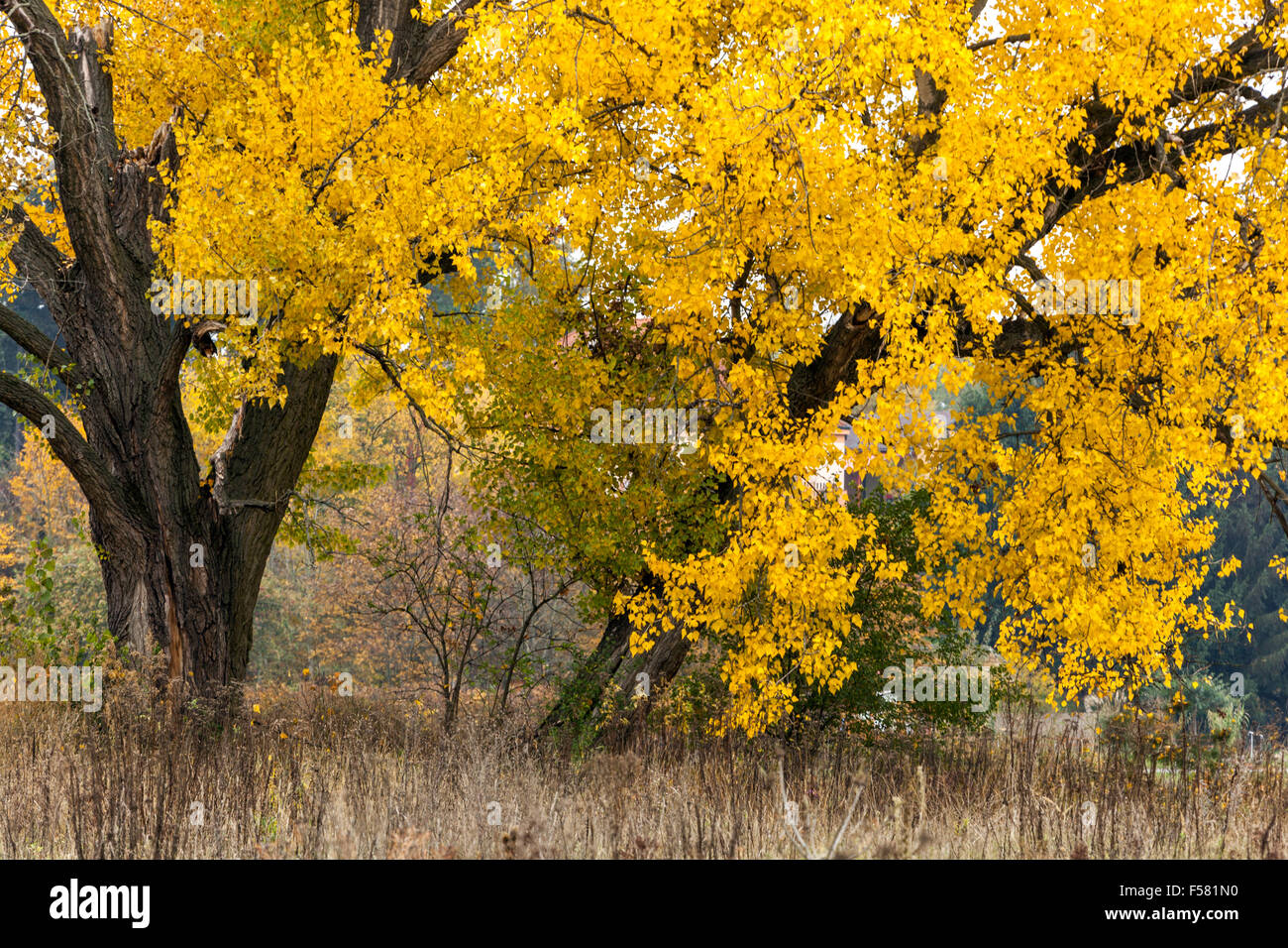 Árbol de álamo negro Populus nigra, color otoño, República Checa Árbol caducifolio hábito amarillo Foto de stock