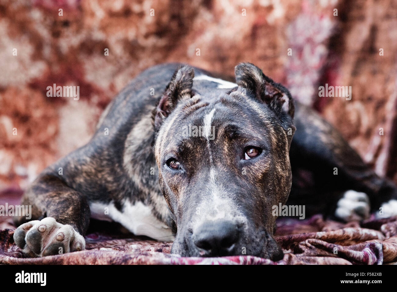 Cane Corso perro adulto se fijan en un tejido multicolor telón de fondo frente a la cámara con el contacto ocular Foto de stock