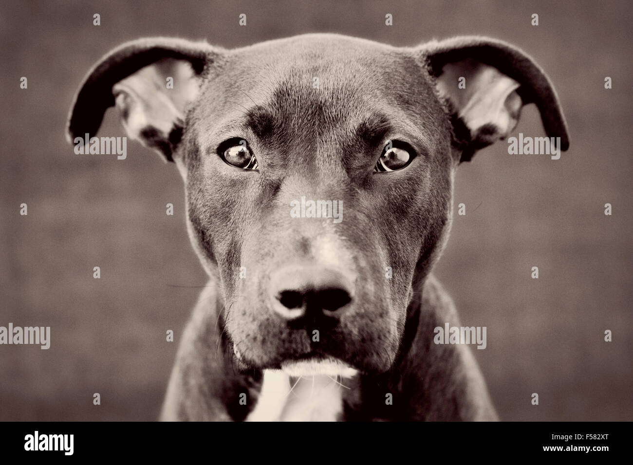 Cautivantes tonos blanco y negro headshot retrato de joven negro Pitbull cachorro perro mirando directamente a la cámara Foto de stock