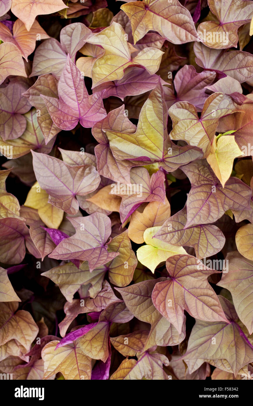 Fondo de coloridas hojas en un jardín. Foto de stock