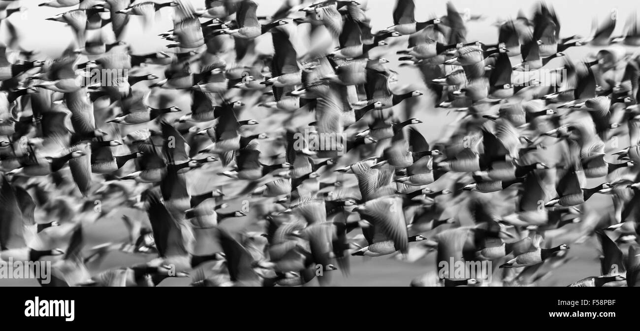 Barnacle gansos en vuelo mostrando el desenfoque de movimiento en las alas, dándole una sensación de movimiento Foto de stock