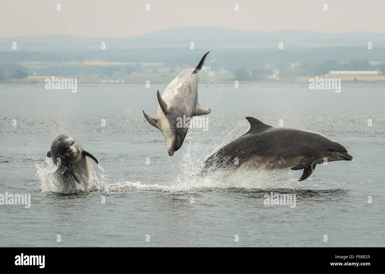 Tres delfines violar simultáneamente en el Moray Firth, Escocia. Foto de stock