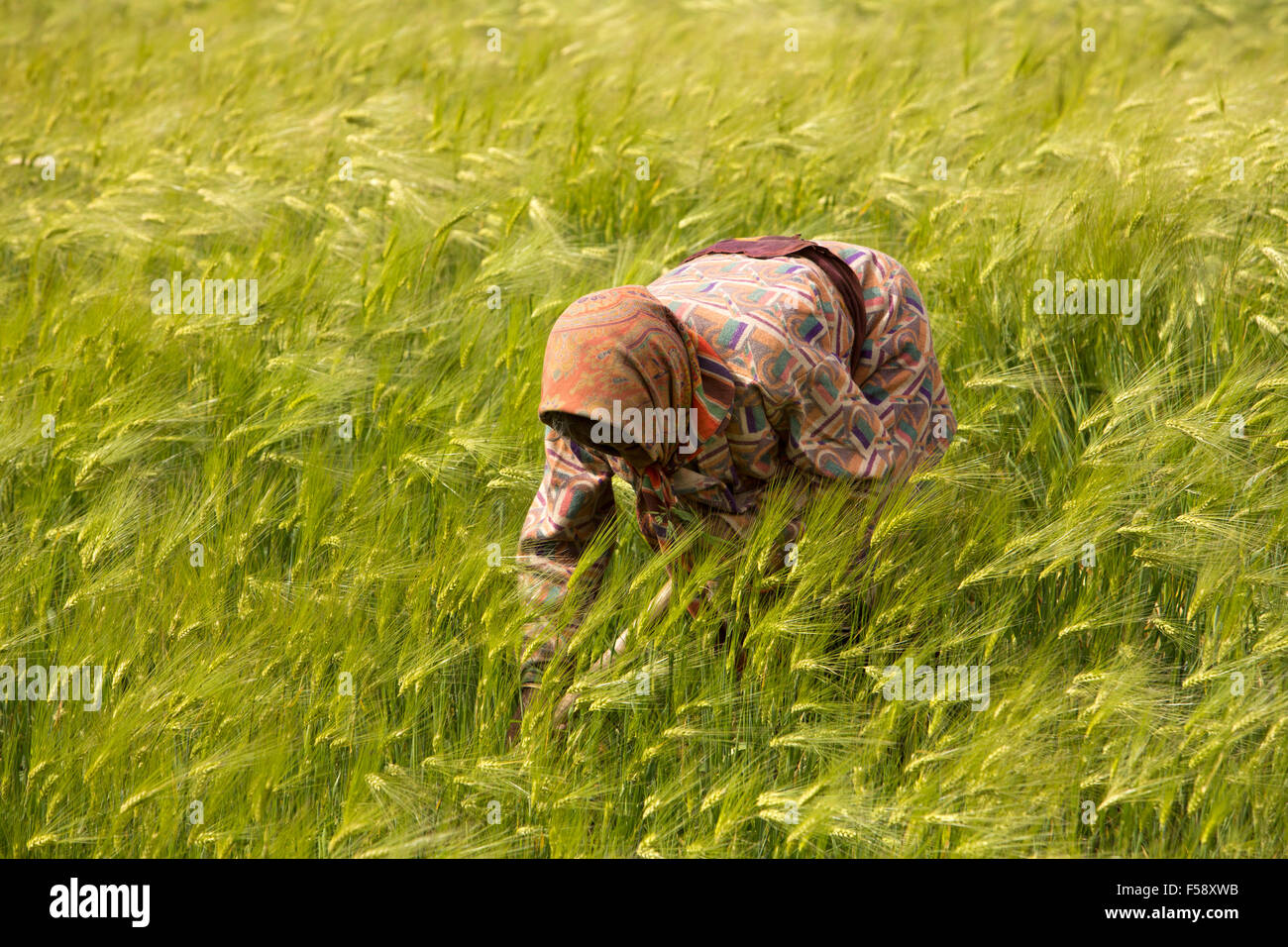 India, Himachal Pradesh, en el valle de Spiti, Losar village, old mujer da desyerbando un huerto campo de cebada Foto de stock
