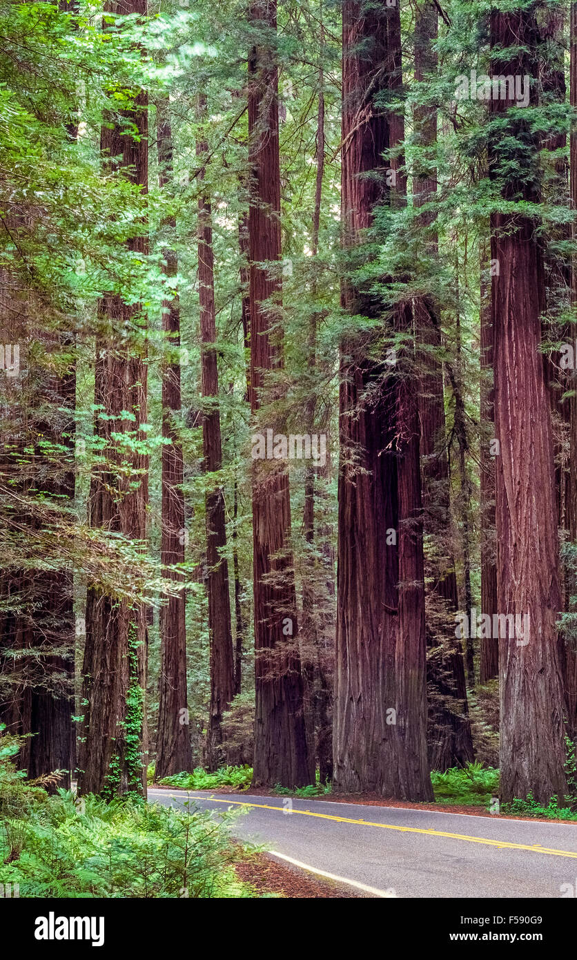 La escénica de 32 millas de la Avenida de los gigantes carretera serpentea a través de algunos de los más majestuosos del mundo antiguo redwood olivares en Humboldt Redwoods State Park en el norte de California, Estados Unidos. De los tres tipos de secuoyas, sólo la costa secuoyas (Sequoia sempervirens) son nativos del parque. Costa Redwoods son altos y algunos de los más antiguos de todas las especies de árboles en el mundo. Foto de stock