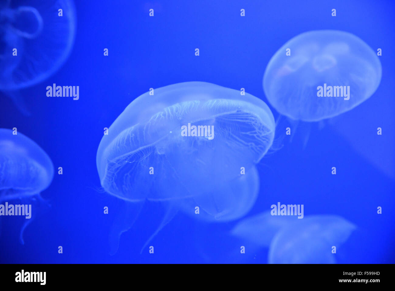 Grupo grande de la medusa Aurelia aurita en un tanque del acuario de Génova la más grande y famosa en Europa Foto de stock