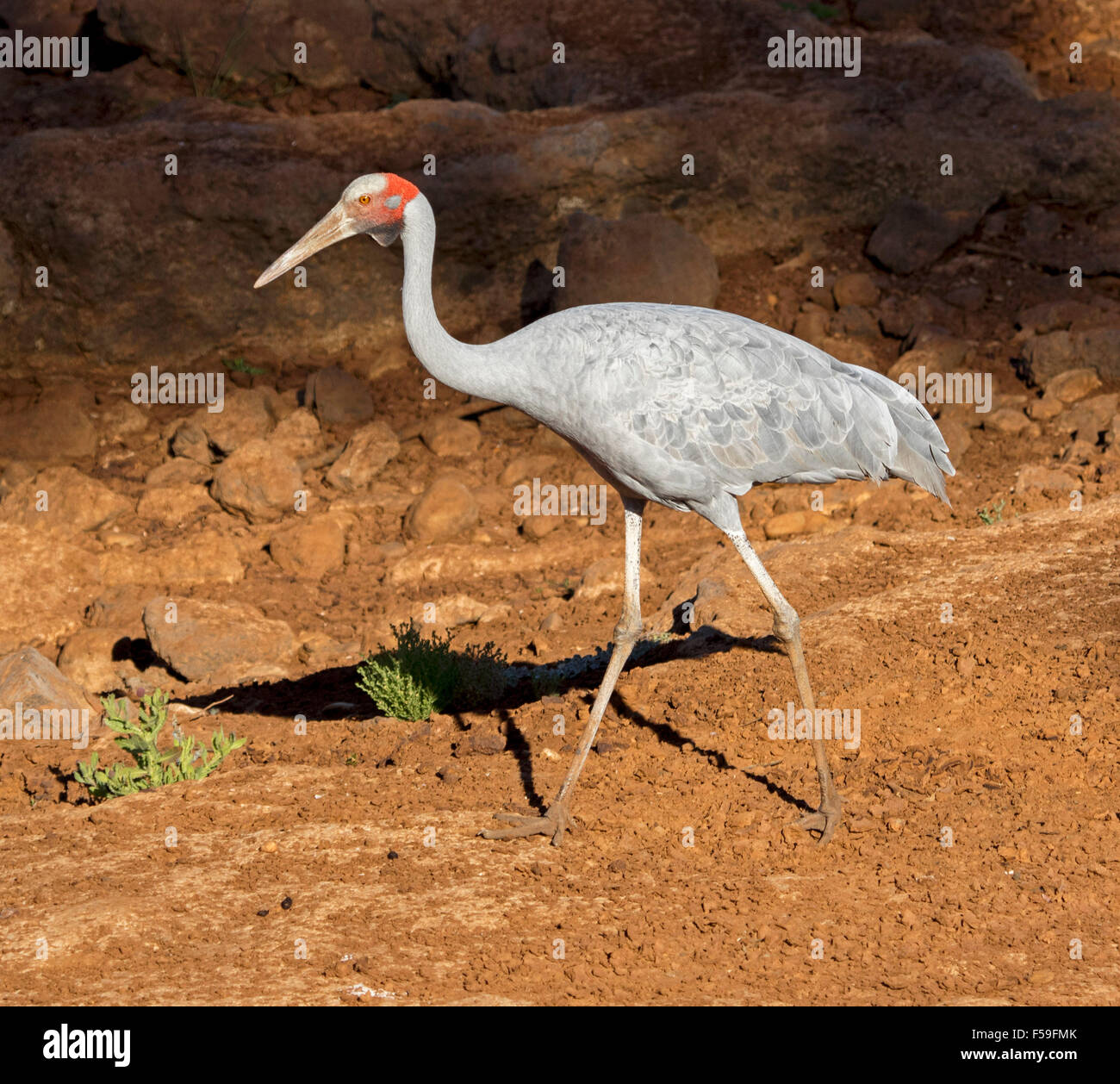 Brolga, grúa, Grus rubicunda Australiana, grandes gris elegante pájaro caminando sobre suelo rojo seco del lecho del río en el outback de Queensland Foto de stock