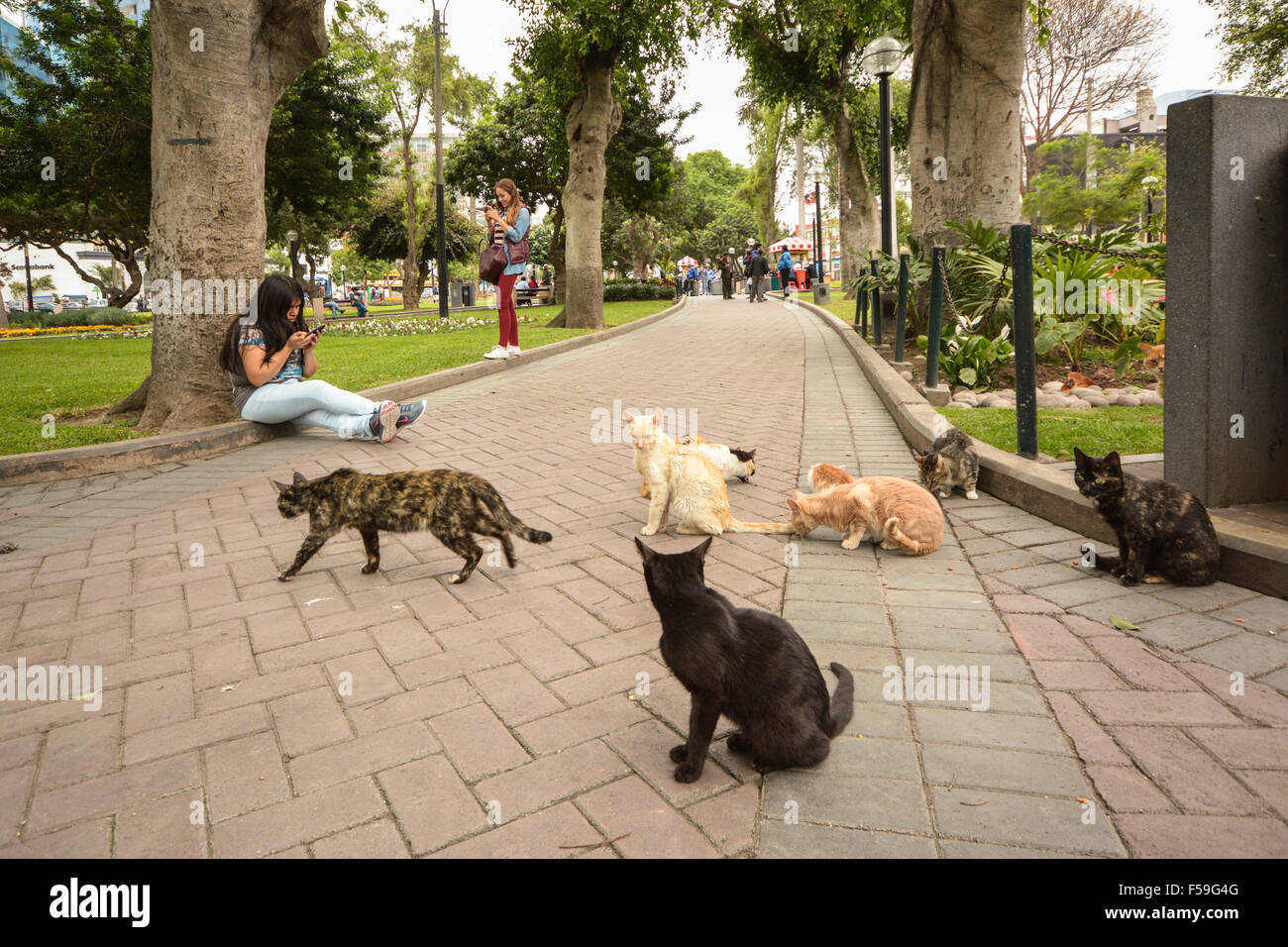Los gatos salvajes en el Parque Central de Miraflores, Lima, Perú. Foto de stock