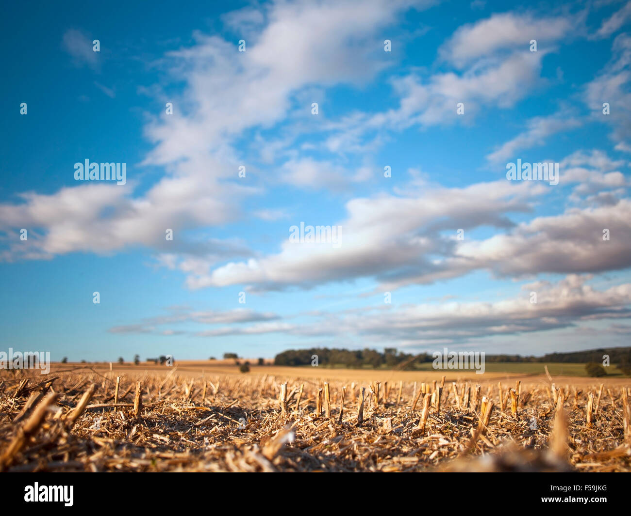 Nubes borrosa más superficial de campo de colza cosechada DOF Foto de stock