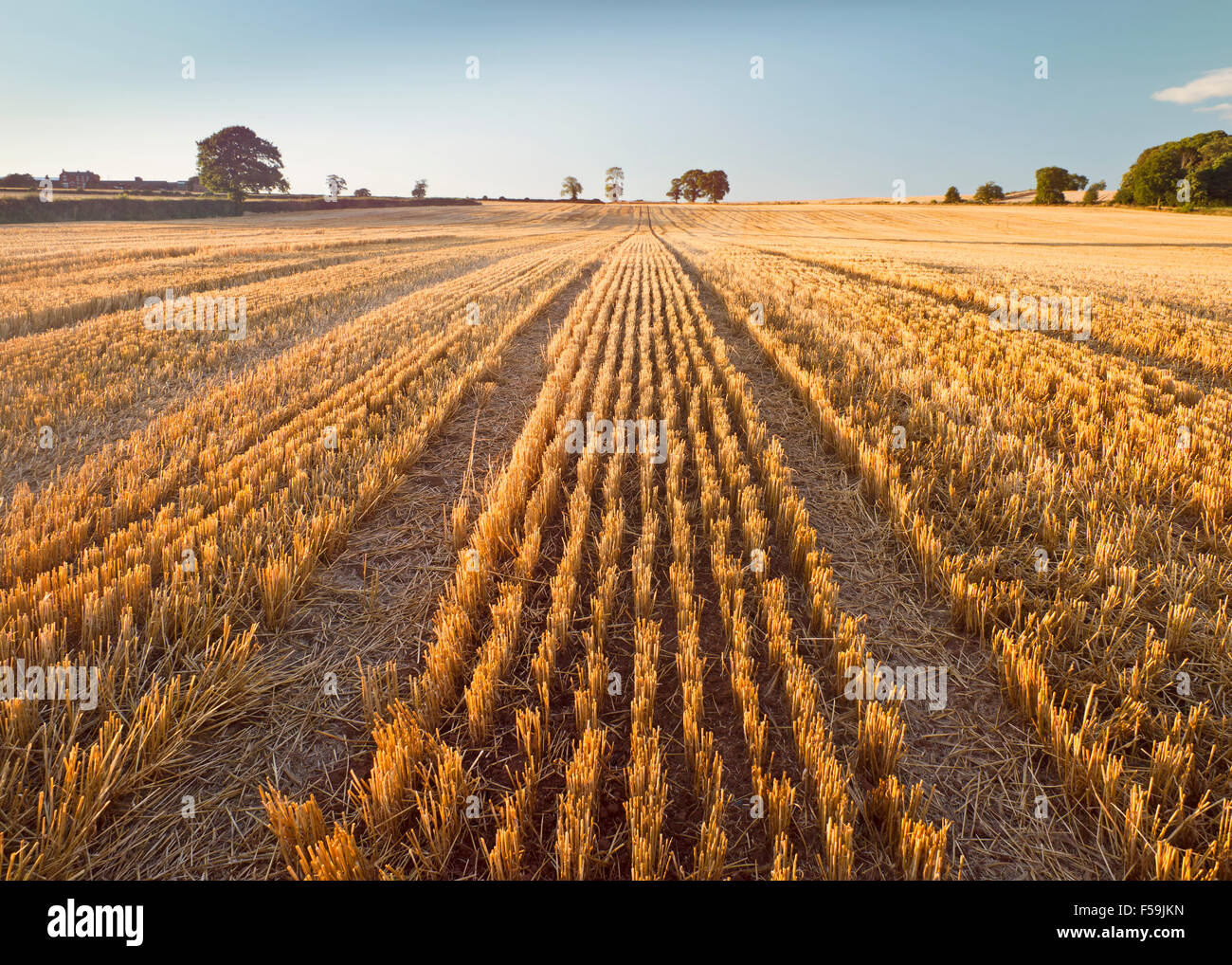 Filas de oro del campo de trigo cosechado Foto de stock