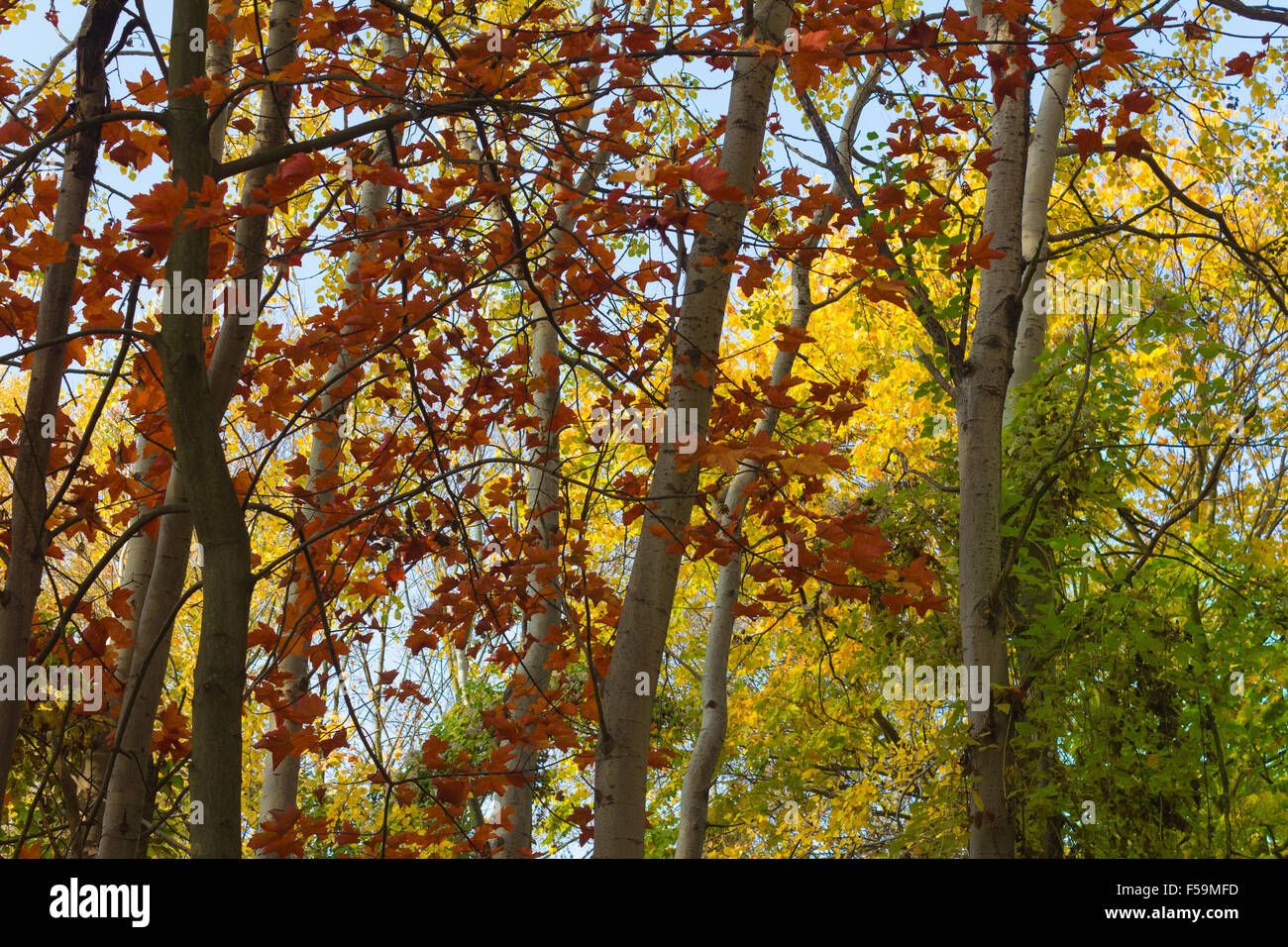 Bosque de otoño, temporada de otoño, los árboles de hojas rojas, amarillas, naturaleza antecedentes Foto de stock