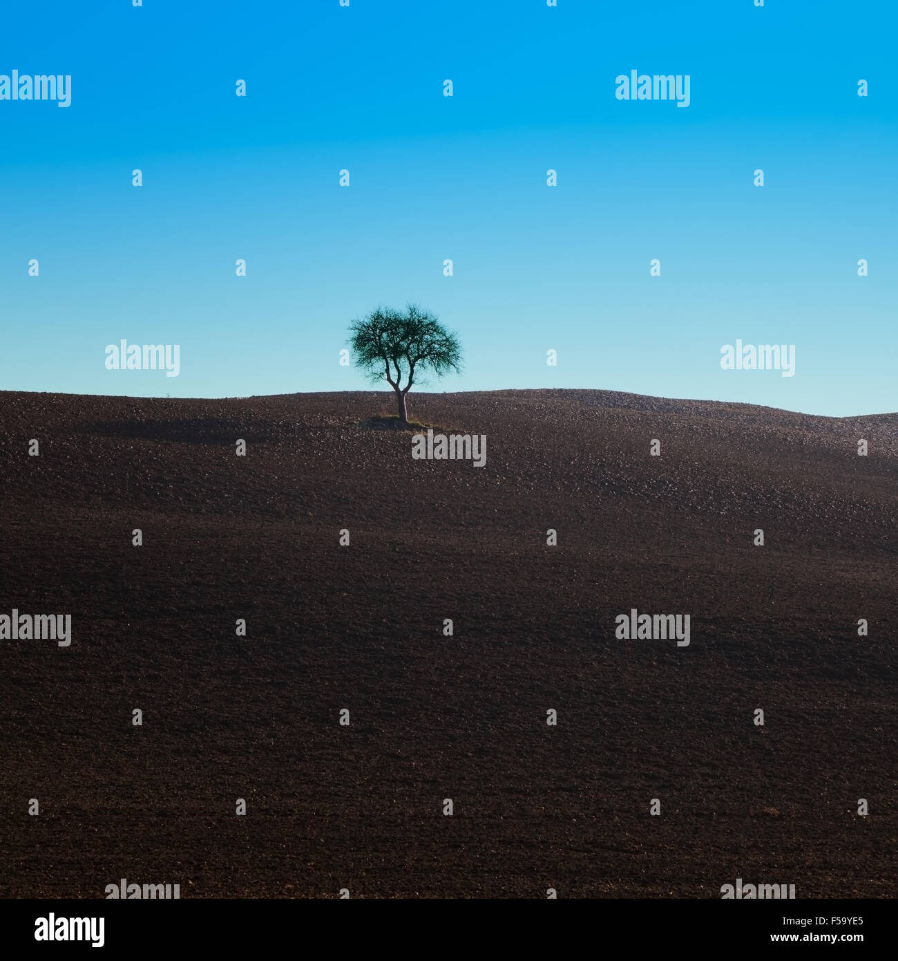 Un solitario árbol de roble en un campo arado, cerca de Siena, Toscana, Italia. Foto de stock