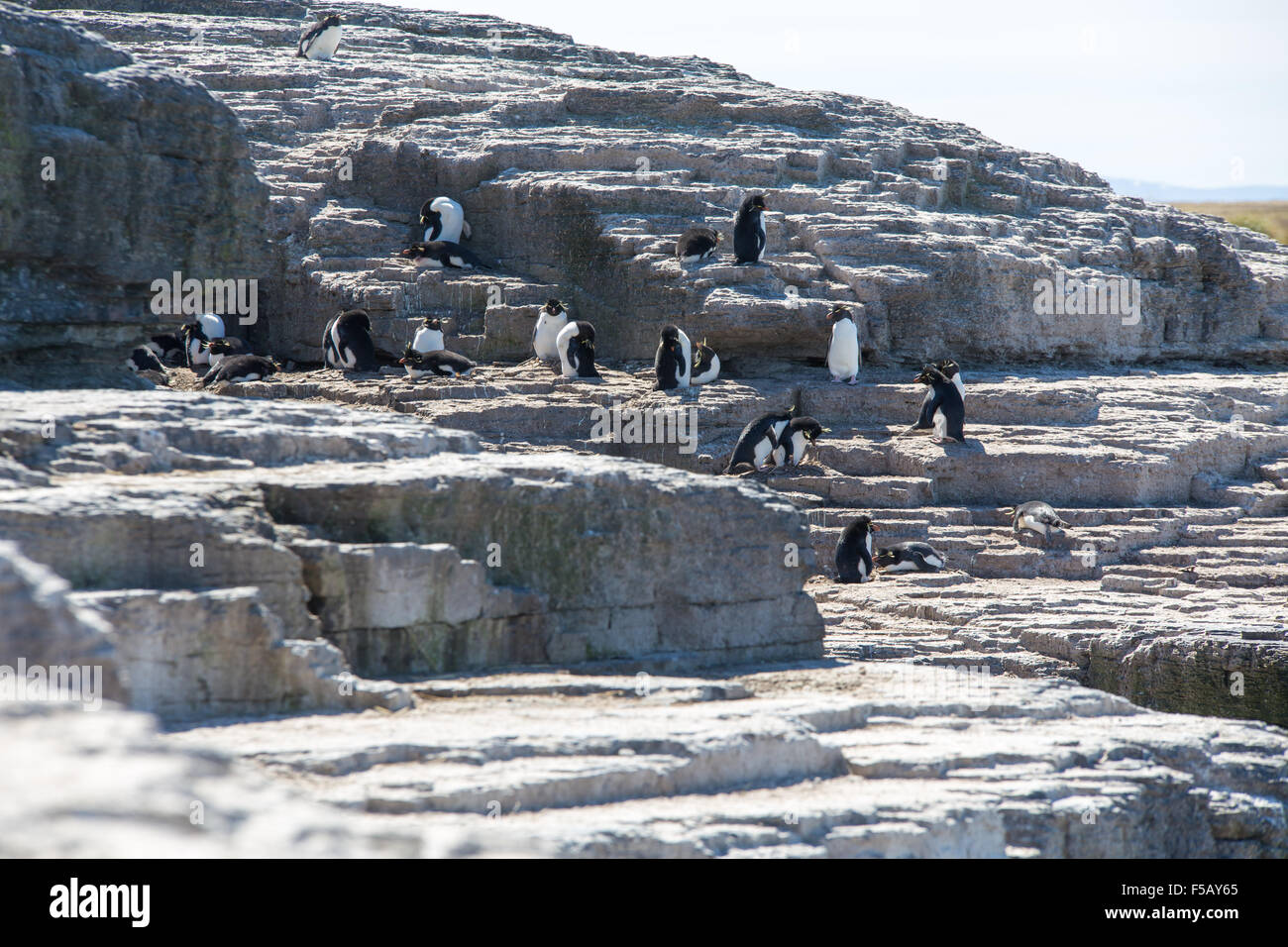 Colonia de Pingüinos de Penacho Amarillo más sombrío, Islas Falkland Island Foto de stock
