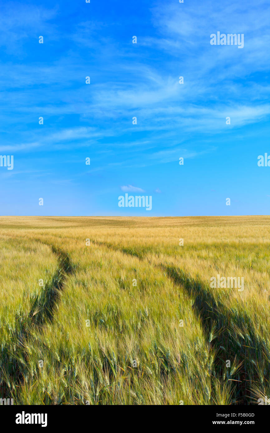 El trigo presentó una curva con dos pistas en un día de primavera. En el horizonte un cielo claro natural. Toscana, Italia. Foto de stock