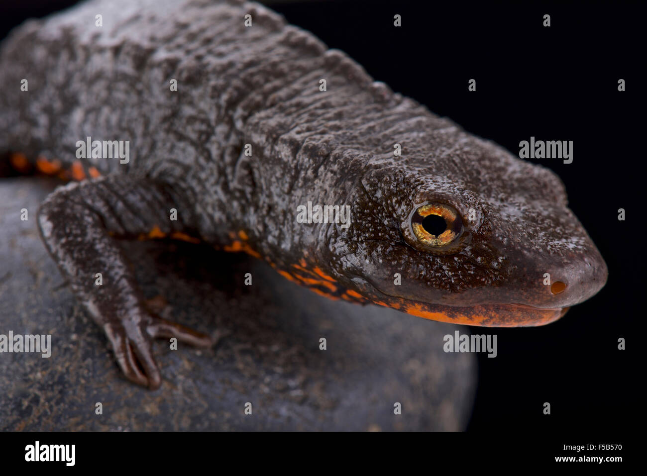 Tam Dao Salamandra (Paramesotriton deloustali) Foto de stock