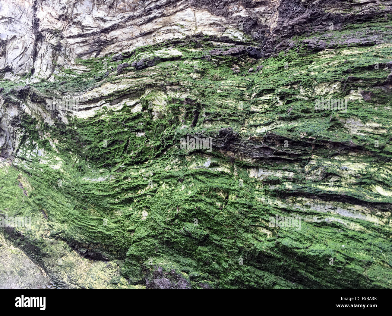 Ulva lactuca Alga costera Foto de stock