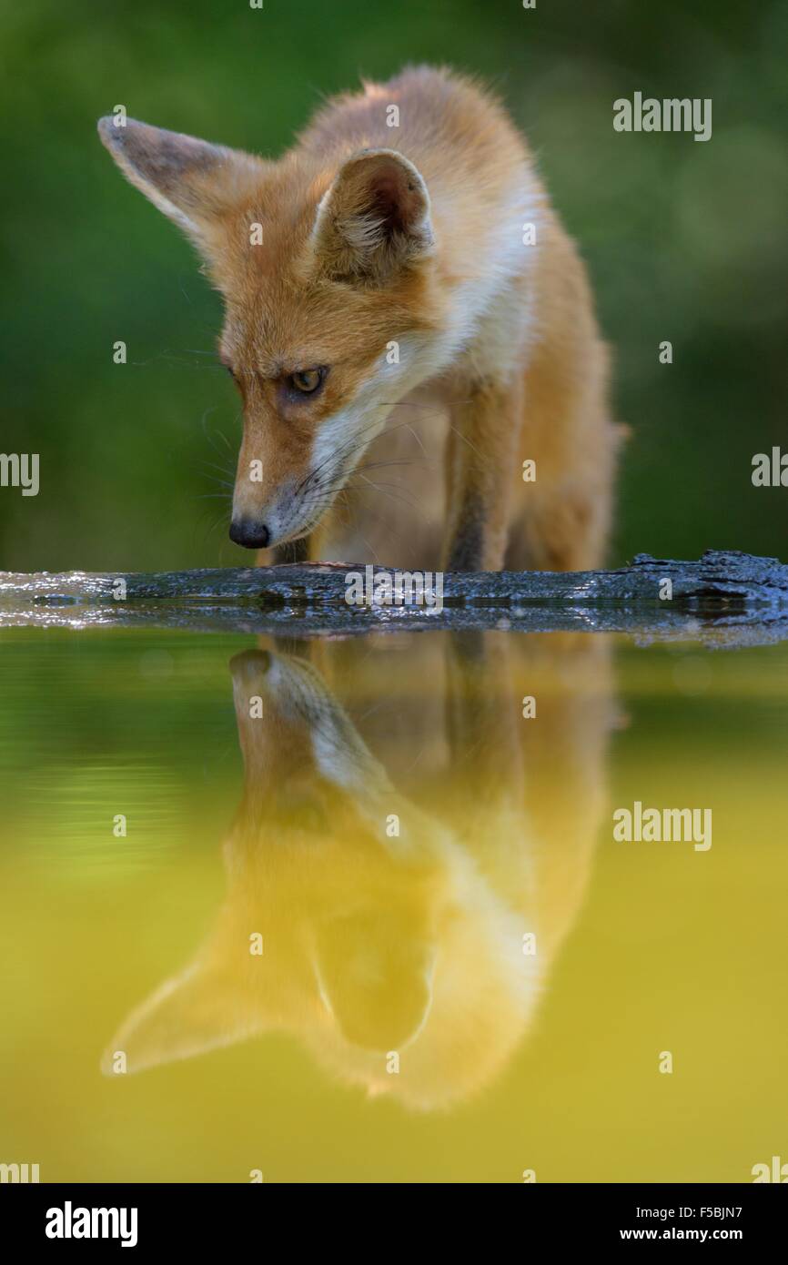 El zorro rojo (Vulpes vulpes) agua potable al pequeño bosque, Lago, Parque Nacional Kiskunság, al este de Hungría, Hungría Foto de stock