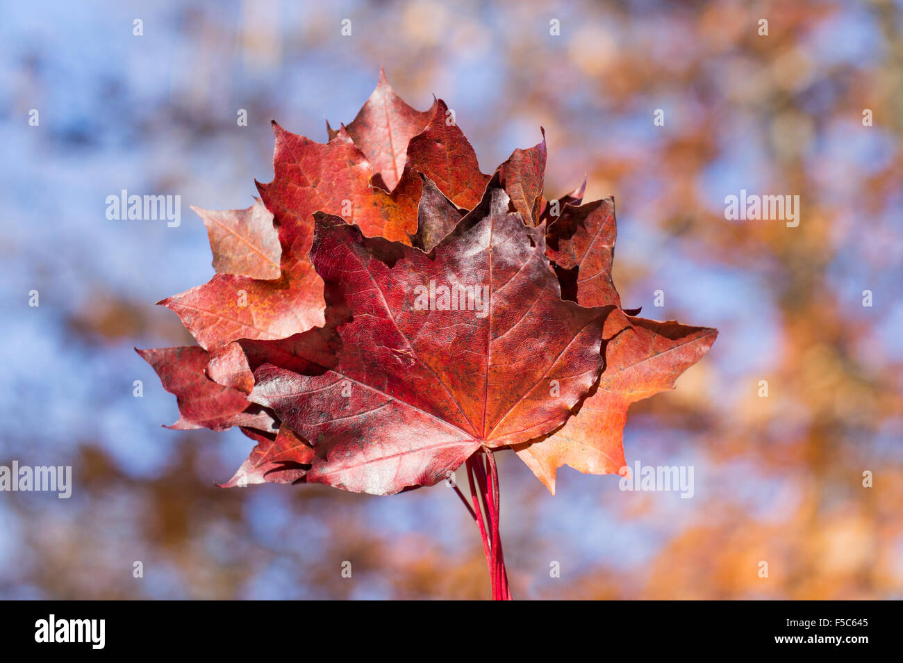 Hoja de otoño rojo con colores de otoño en bokeh de fondo. Belleza Caída Foto de stock