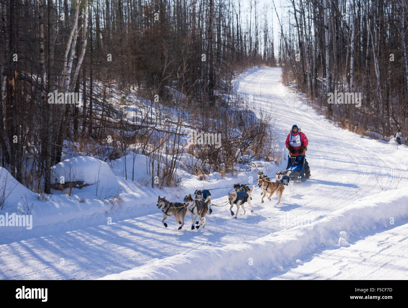 Musher compitiendo con equipo de 7 perros colina abajo durante la anual Wolf Track Classic Sled Dog Race, Ely, MN, EE.UU. Foto de stock