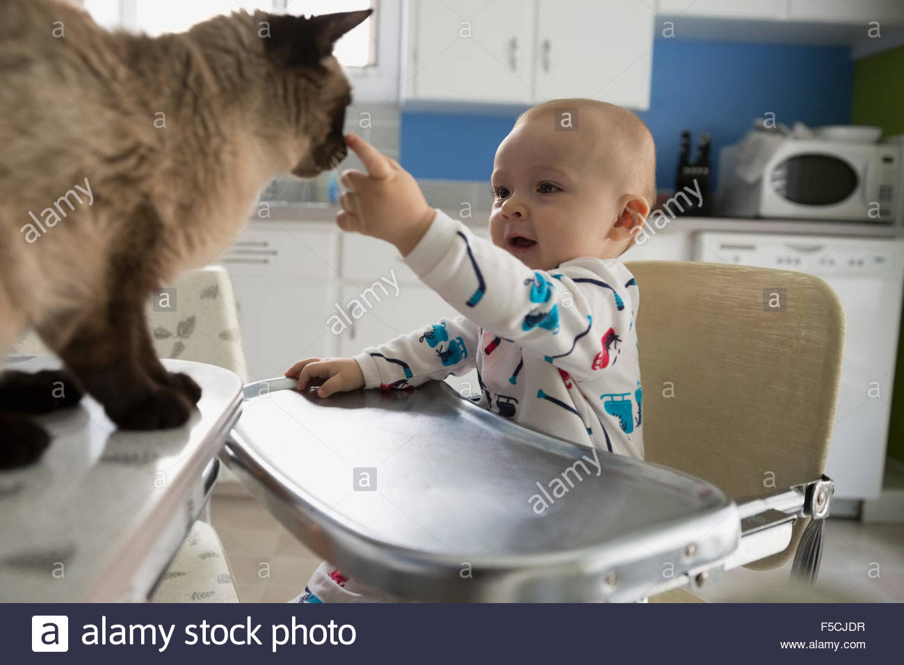 Baby Boy silla alta cocina acariciar cat Foto de stock