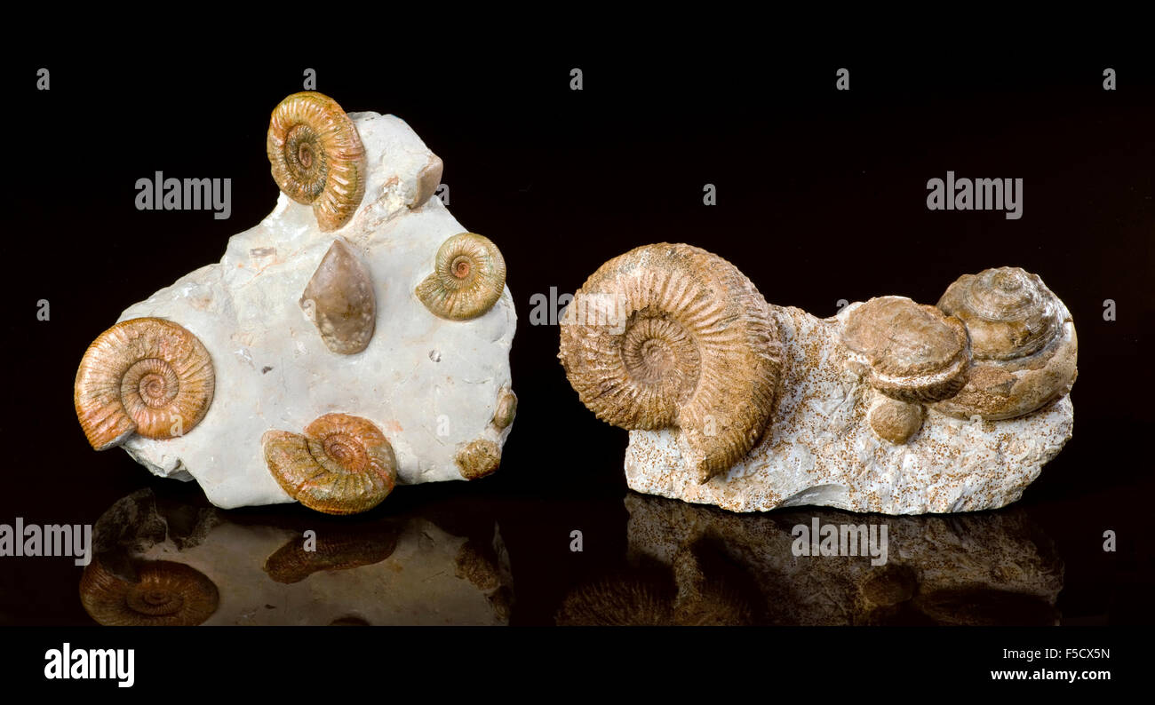 Los fósiles de ammonites de más de 160 millones de años. Foto de stock