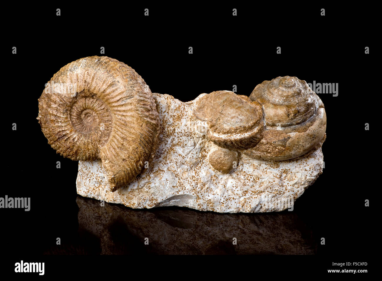 Grupo de fósiles de ammonites de más de 160 millones de años. Foto de stock