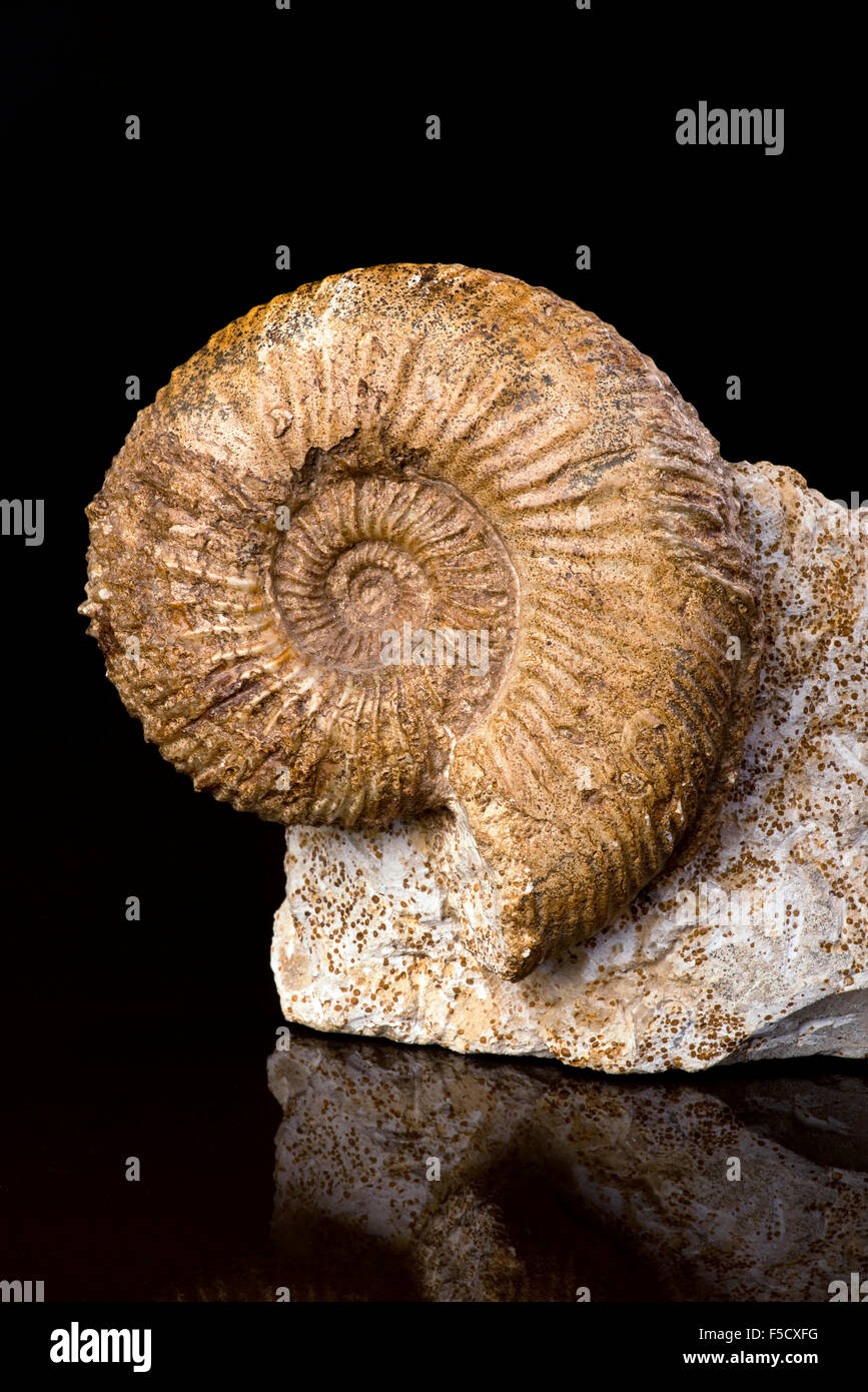Fósiles de ammonites más de160 millones de años de antigüedad. Foto de stock
