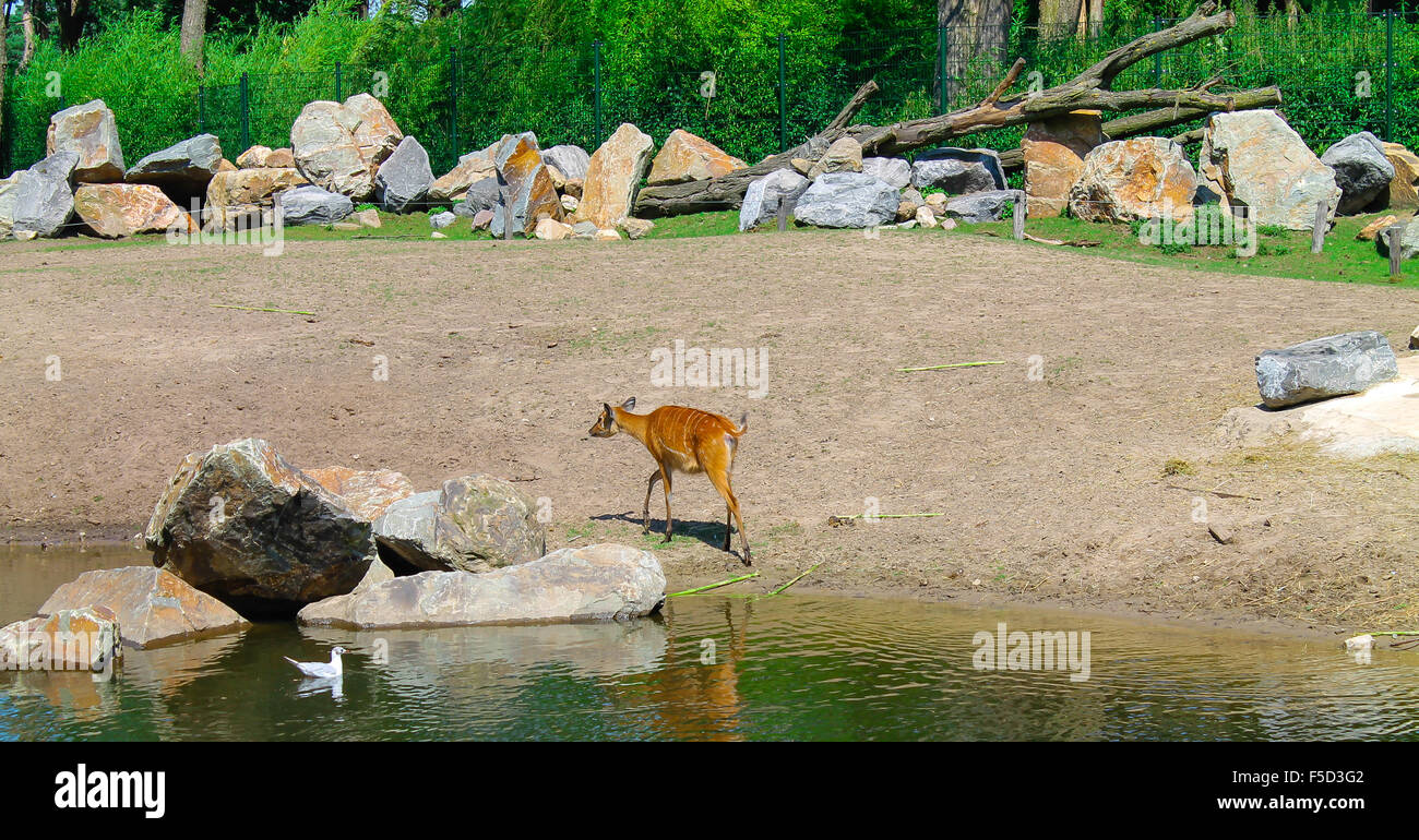 Un ciervo a caminar en el parque Foto de stock
