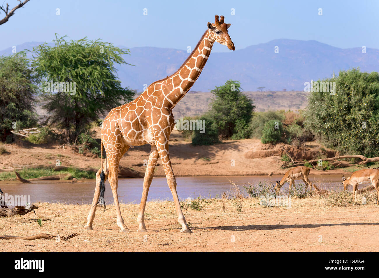 Jirafa reticulada o somalí (jirafa Giraffa camelopardalis reticulata) por el río, Reserva Nacional de Samburu, Kenia Foto de stock