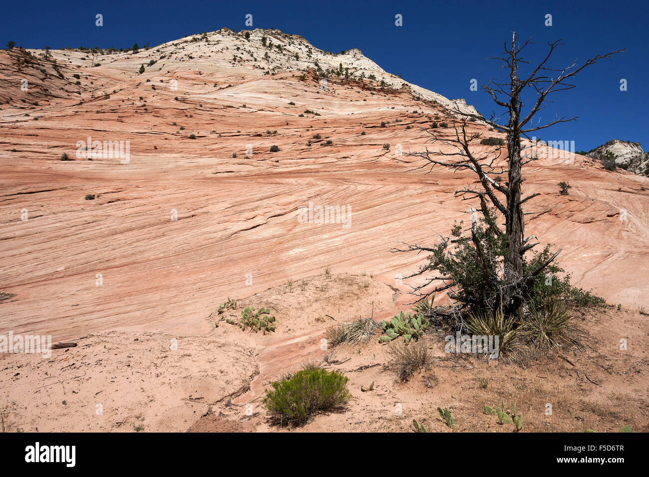 Formaciones rocosas de arenisca en Clear Creek, el Parque Nacional de Zion, Utah, EE.UU. Foto de stock