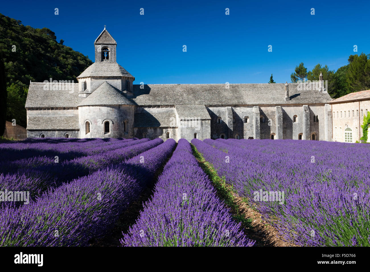 Abadía cisterciense Abbaye Notre-Dame de Senanque con campo de lavanda, Vaucluse, Provenza, Provence-Alpes-Côte d'Azur, Francia Foto de stock
