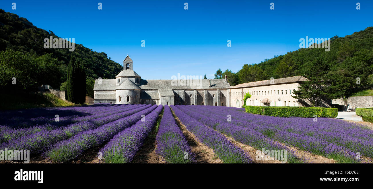 Abadía cisterciense Abbaye Notre-Dame de Senanque con campo de lavanda, Vaucluse, Provenza, Provence-Alpes-Côte d'Azur, Francia Foto de stock