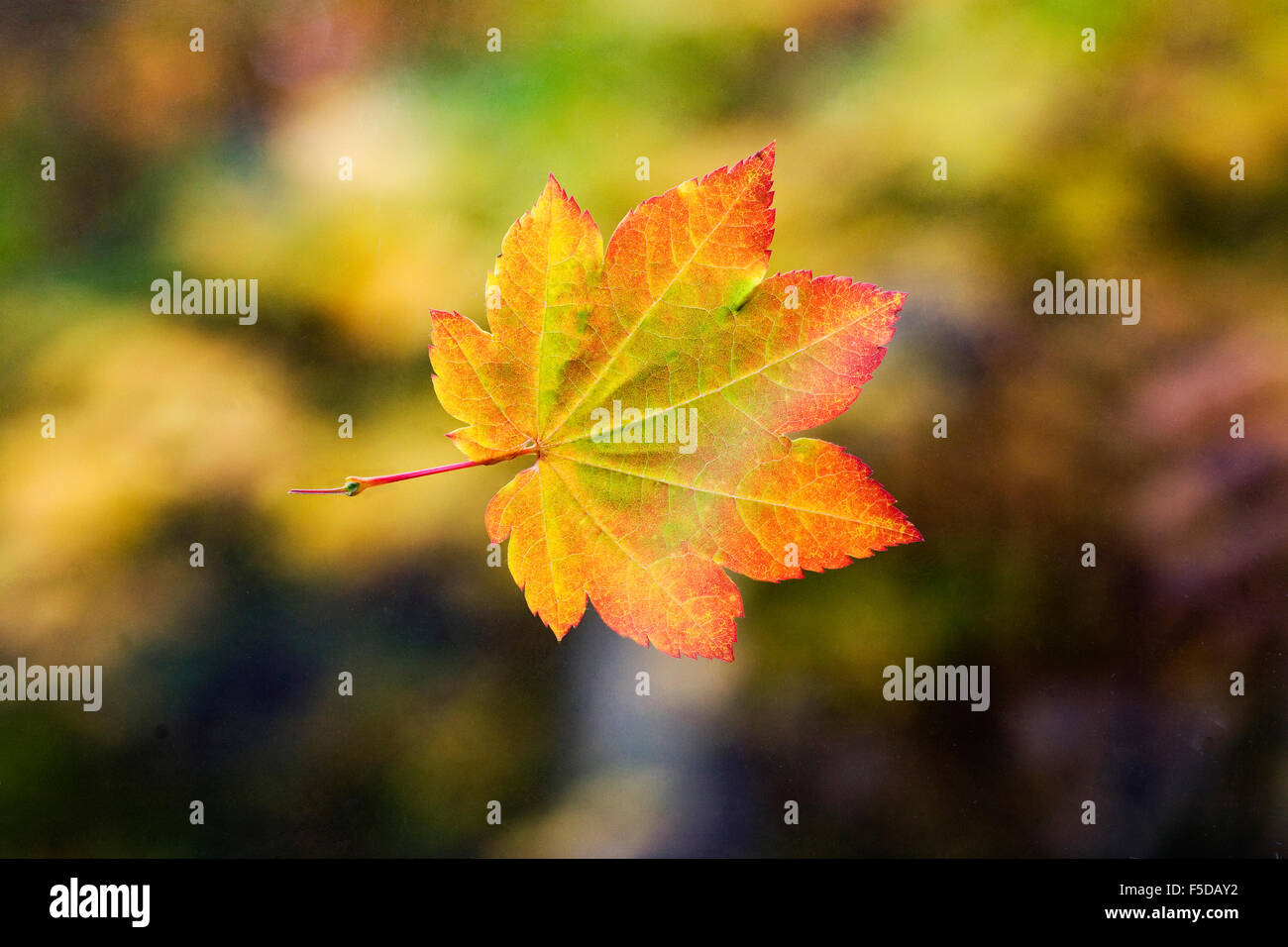 Una vid maple leaf en el otoño, en el Oregon Cascades Foto de stock