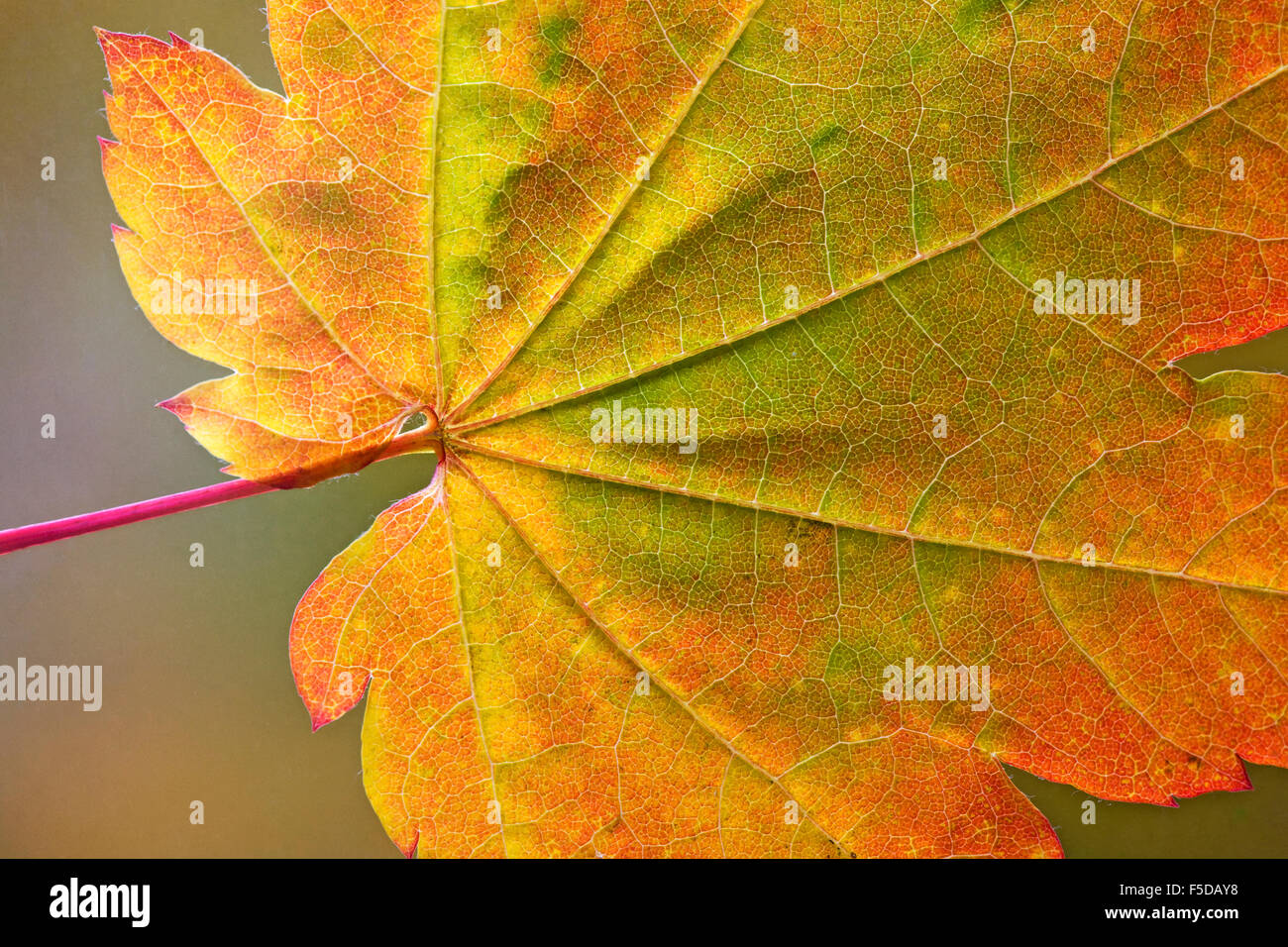 Cerca de las venas y la estructura de una vid maple leaf en otoño Foto de stock