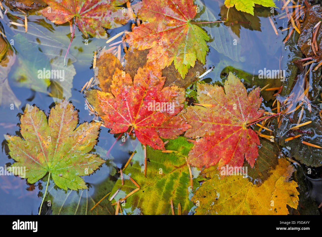 Vid hojas de arce color turing en septiembre en el Oregon Montañas Cascade Foto de stock