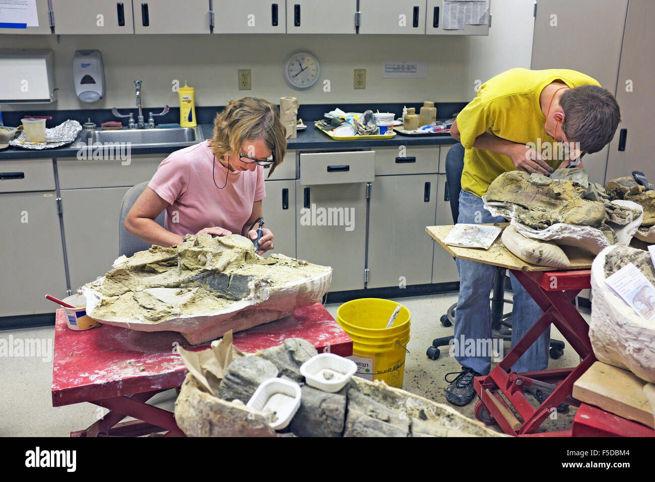 Los jóvenes científicos en el Museo de las rocosas en Bozeman, Montana, limpiar y conservar los huesos de dinosaurio que han sido recuperadas, p. Foto de stock