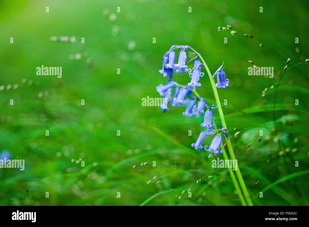 Bluebell (Hyacinthoides non-scripta), Oxfordshire, Inglaterra, Reino Unido, Europa Foto de stock