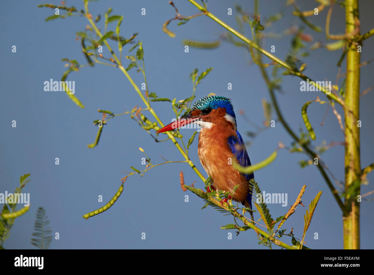 Malaquita el martín pescador (Alcedo cristata), el Parque Nacional Kruger, Sudáfrica, África Foto de stock