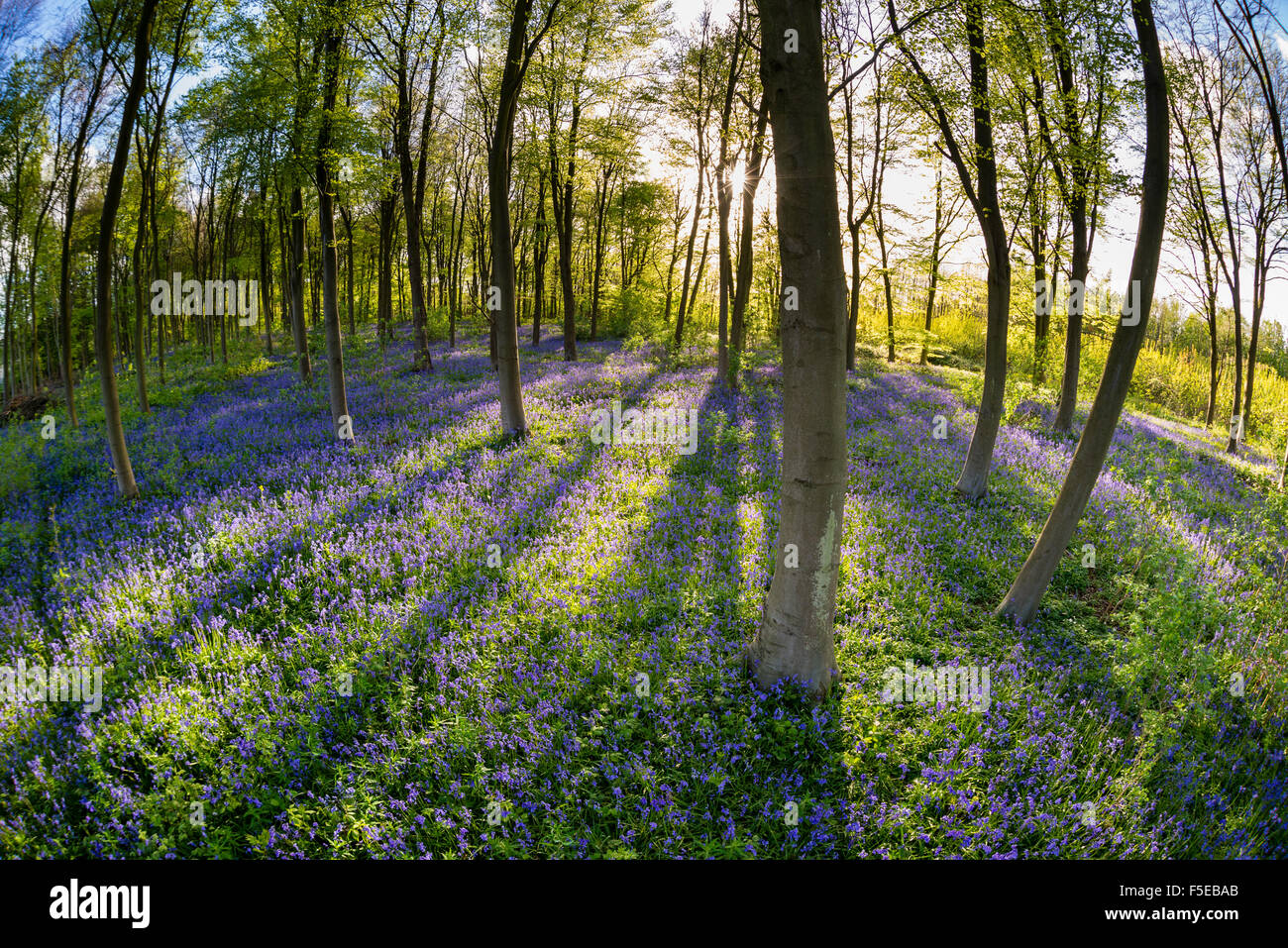 Bluebell común (Hyacinthoides non-scripta) creciendo en común hábitat de bosques de hayas, Kent, Inglaterra, Reino Unido, Europa Foto de stock