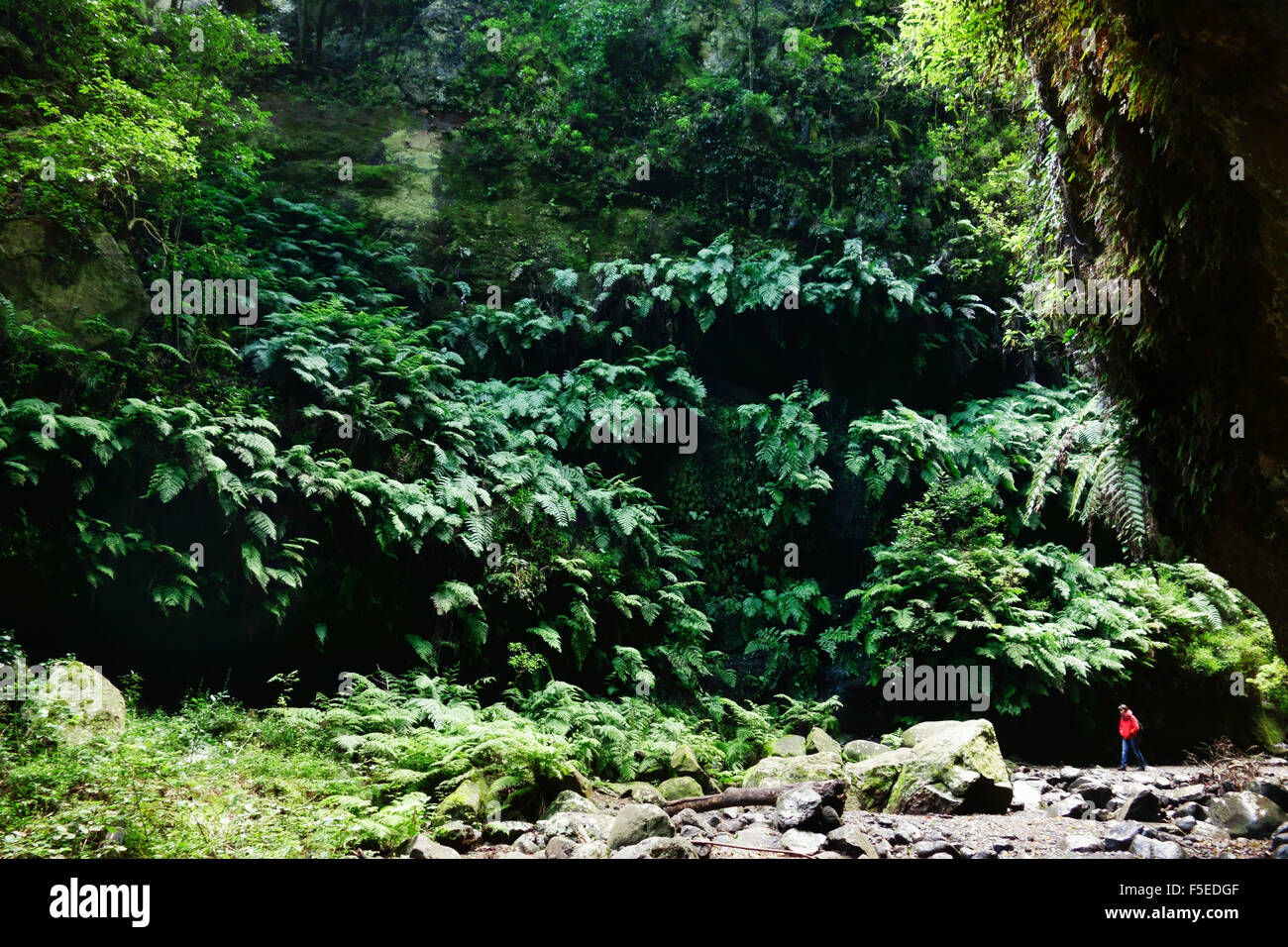 Bosque de laurisilva, Reserva de la Biosfera de Los Tilos, La Palma, Islas Canarias, España, Europa Foto de stock
