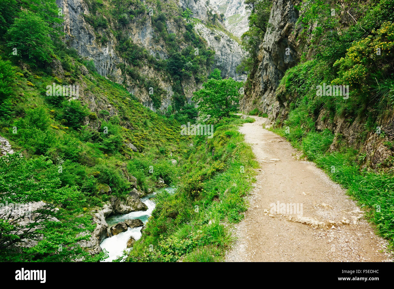 Sendero a través del desfiladero del río Cares, Picos de Europa, Parque Nacional de los Picos de Europa, Asturias, Cantabria, ESPAÑA Foto de stock