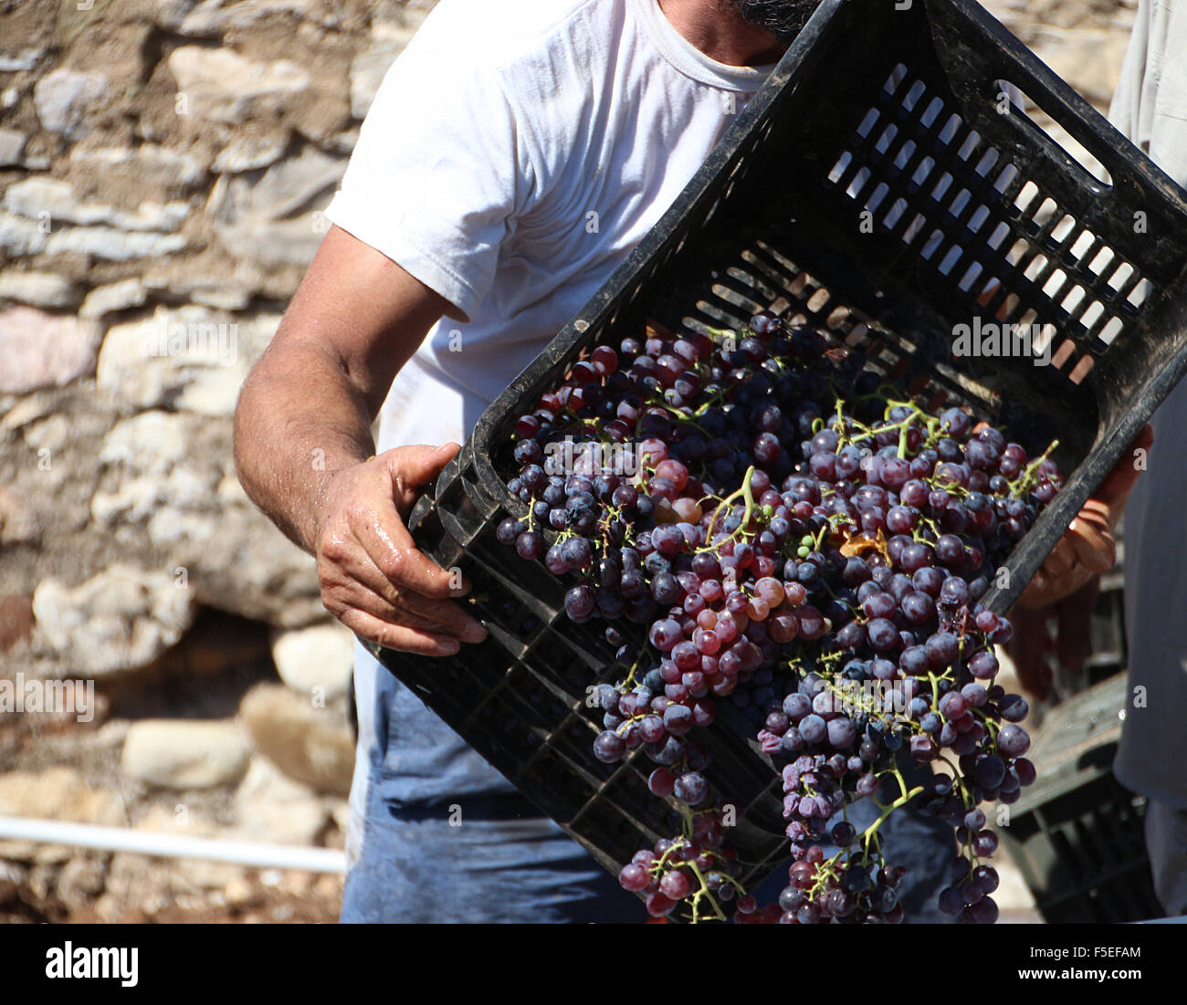 Hombre vaciando la caja de uvas en la viña Foto de stock