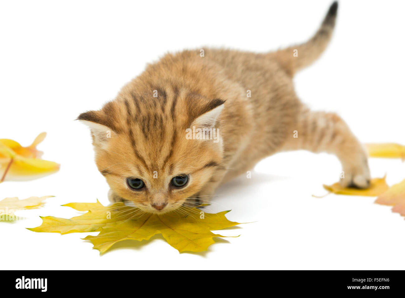 Pequeño gatito la raza británica, mármol rojo color y hojas secas. La edad de un mes. Aislado en blanco Foto de stock