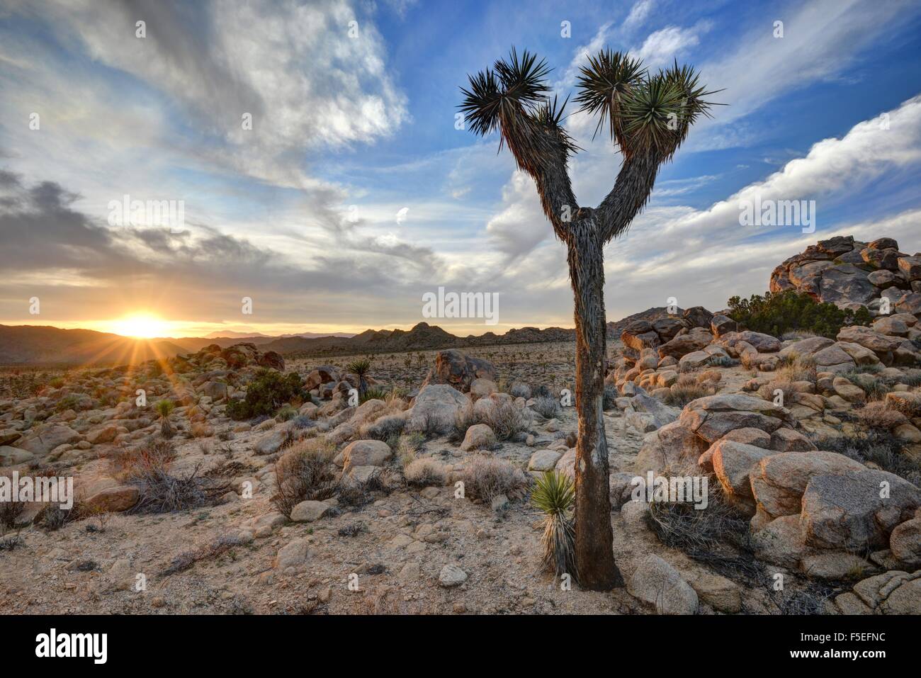 Atardecer en el parque nacional Joshua Tree National Park, California, EE.UU. Foto de stock