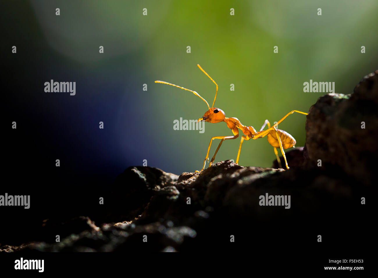 La hormiga roja, Banten, Indonesia Foto de stock