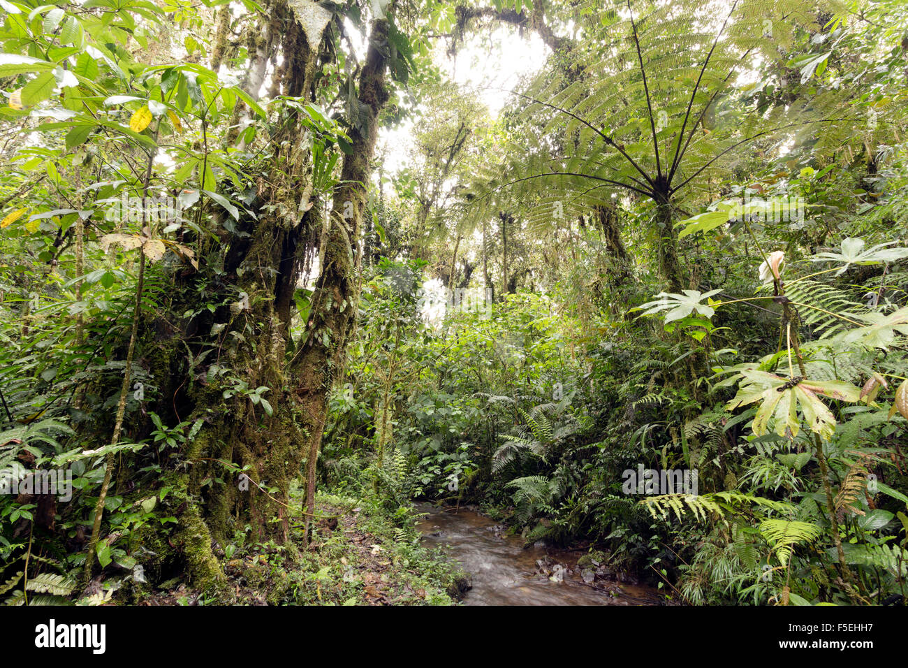 Húmedo nuboso a 2.200m de altitud en la vertiente amazónica de la Cordillera de Los Andes en Ecuador, helechos arborescentes y stream. Foto de stock