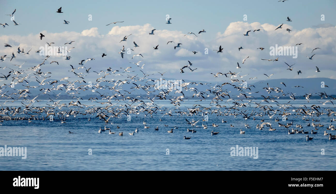 Gaviotas y otras aves volando sobre el mar, Puget Sound, Washington, EE.UU. Foto de stock