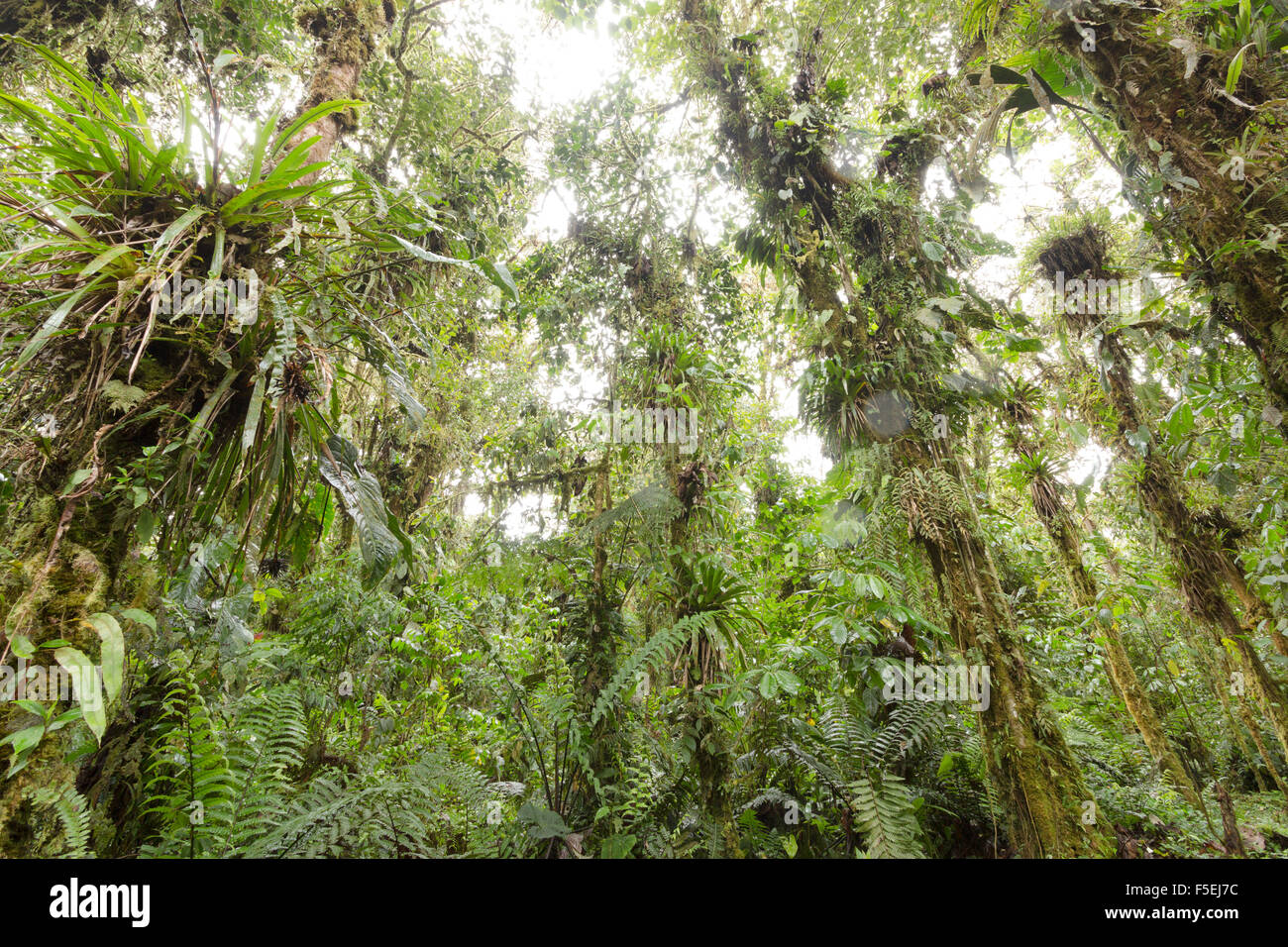 Epífita laden árboles en húmedo nuboso a 2.200m de altitud en la vertiente amazónica de la Cordillera de Los Andes en Ecuador Foto de stock